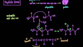 The Peptide Bond Formation and Cleavage [upl. by Thirzi]