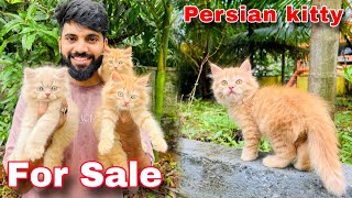 Persian Cat  Persian Cats For Sale  Persian cat price in india  cats for sale  Cheapest persian [upl. by Arodnap]