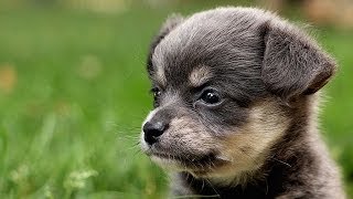 60 Seconds Of Cute Chiweenie Puppies [upl. by Dihsar]