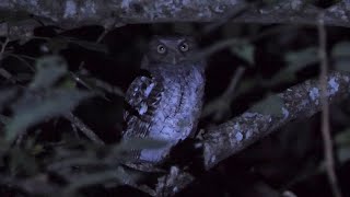 Middle American Screech Owl Calling [upl. by Reamy45]