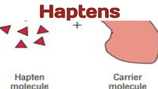 Haptens biologywalesir haptens antigen antibody [upl. by Orpha]