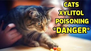 Is Xylitol Toxic To Cats IMPORTANT MESSAGE [upl. by Neddra]