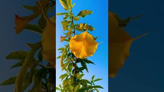 Brugmansia arborea plants nature youtubeshorts [upl. by Leanatan495]