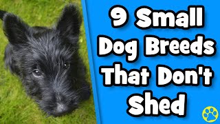 Top 9 Small Dogs That Dont Shed [upl. by Eneleoj]