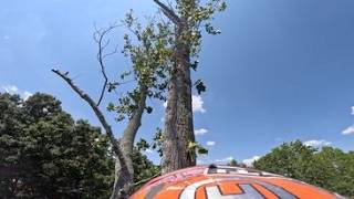 100ft Poplar Tree Removal Full Climb Video [upl. by Doxia998]