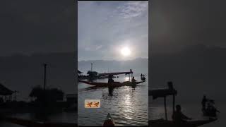 traveldiaries shikara morning earlymorning peaceful lakeview [upl. by Angell]