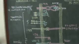 Imunologia  Ativação de Células T [upl. by Marysa]