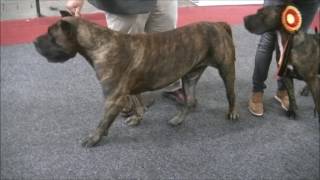 Presa Canario in European Dog Show 2016 B [upl. by Eisset]