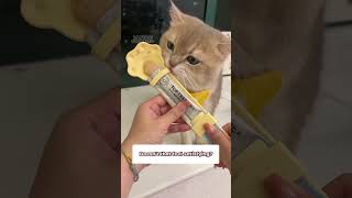 😱 Its a CHEAT CODE literally 😱 yourcat catsofyoutube cat pets yourpet play catlover [upl. by Hollyanne]