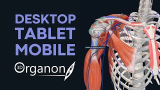 Meet 3D Organon For Desktop Tablet and Mobile [upl. by Namzaj]