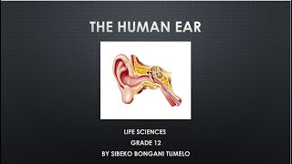 LIFE SCIENCES HUMAN EAR GRADE 12 [upl. by Giuditta]