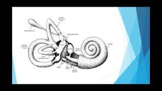 Semicircular canals Part 3 [upl. by Win]