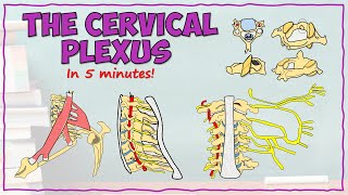 The Cervical Plexus [upl. by Ennoryt]