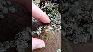 How to easily remove a limpet Patella vulgata nature foraging [upl. by Jed944]