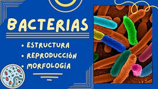 Generalidades de las Bacterias Estructura Reproducción y Morfología [upl. by Wachtel]