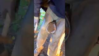 hoof trimming shorts viral trending horse [upl. by Einnal]