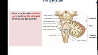 Anatomy of the Brain stem  Dr Ahmed Farid [upl. by Goulder439]