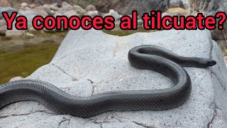 serpiente rey negra quottilcuatequot [upl. by Llemij]