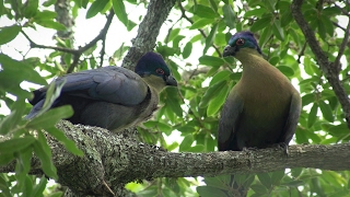 Birds of northern South Africa part 4 [upl. by Hebbe177]