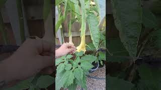 My UK Brugmansia collection [upl. by Senzer55]