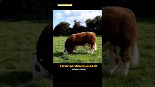 SIMMENTALBULLL Simmental ishqibozlari uchun maxsus [upl. by Mohandas]