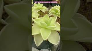 Pinguicula ehlersiae x gigantea [upl. by Cr]