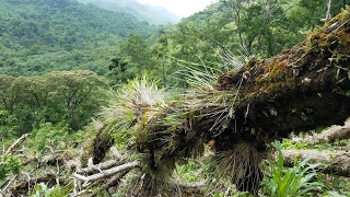 Wild Orchids in Oaxaca Mexico  A family expedition [upl. by Zapot629]