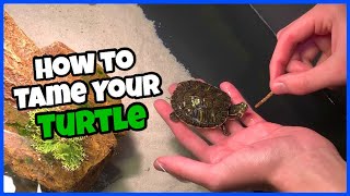 How To Tame Your Pet TURTLE [upl. by Tekcirc]