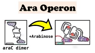 Arabinose Ara Operon araC and DNA looping deepdive video [upl. by Emera]