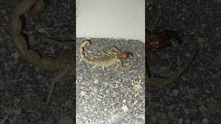 Hottentotta tamulus Indian Red Scorpion eat baby Blatta Lateralis [upl. by Almire]