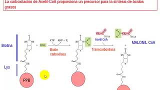 BIOSINTESIS DE ACIDOS GRASOS PARTE 1  ACTUALIZADO [upl. by Aeneg774]