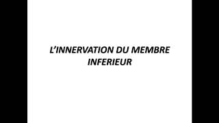 Cour danatomie linnervation de membre inferieur [upl. by Neetsirk]