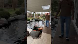 Thomas feeds his big koi in his 40t dream pond [upl. by Woodberry]