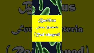 Bacillus Form Bacteria Explained in 45 Seconds bacillus bacteriaexplained microbiology [upl. by Enyaht]