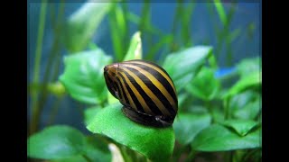 Neritina zebra 🐌 [upl. by Notgnillew]