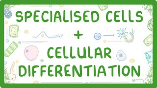 GCSE Biology  Differentiation and Specialised Cells 10 [upl. by Rama]