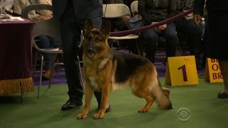 Westminster Dog Show to crown a winner Tuesday night [upl. by Matronna]