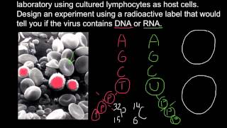 How to determine if virus DNA or RNA based using radioactive labeling [upl. by Dnallor519]