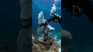 A smart walking baby beluga whale calls on people to rescue the mother beluga whale marinelife [upl. by Assirialc]