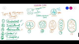 Microspore Tetrad Microsporetetrad Typesofmicrosporetetrad Microsporetetradindicots 12Biology [upl. by Wagoner]