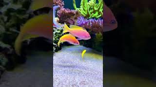 Beautiful bimaculatus anthias 🐠🤗 aquariumfish reeftank aquarium reefaquarium saltwatertank [upl. by Nidak616]