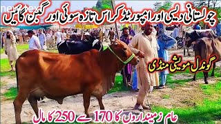 09092024 Today Gondal Mandi latest update MilkingCow Fresh Rate on Gondal Mandicowsfarming [upl. by Liakim]