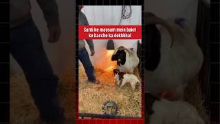 Bakri ki bacche ki dekhbhal goatcare goat goatfarming babygoats bakripalan farming shorts [upl. by Aniahs]