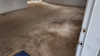 Carpet Cleaning Pet Urine and Heavy soil out of this empty home [upl. by Kamat482]