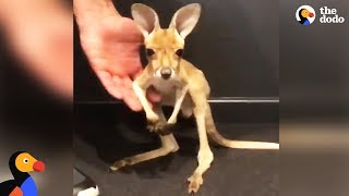 Baby Kangaroo Takes His First Hops  The Dodo [upl. by Adnilram899]