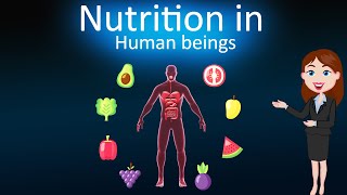 Nutrition in human beings Life Process  3d animated explanation  10 th class  Science [upl. by Eecyal]