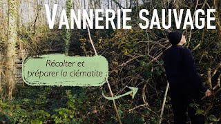 SAVOIRFAIRE 1 La clématite en vannerie récolte et écorçage [upl. by Llebanna190]