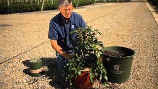 How to Plant Camellias in Pots  Garden Savvy [upl. by Leelaj]