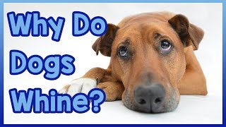 Why Do Dogs Whine [upl. by Anihta]