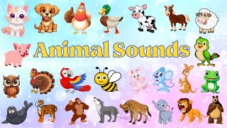 Guess the Animal Sounds  Animal Sounds Song  Kids TV [upl. by Valleau]